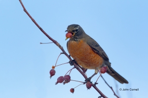 American-Robin;One;Robin;Turdus-migratorius;avifauna;bird;birds;color-image;colo